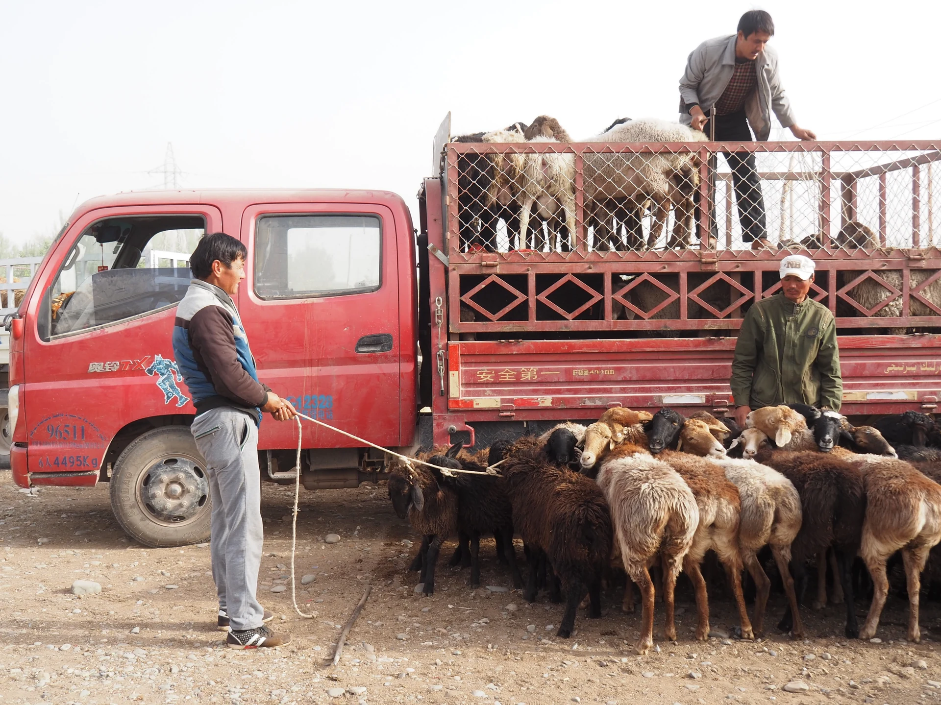 Kashgar Sunday Livestock Bazaar — sheep traders, historical photograph.