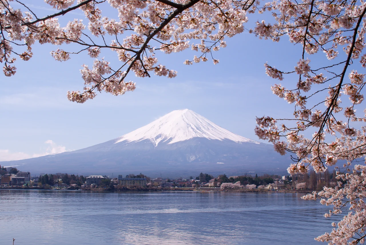 Mount Fuji and cherry blossoms, Lake Kawaguchi